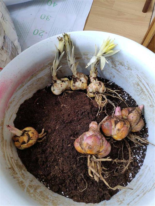 原創盆栽百合花該怎麼養用這3招花開爛漫味道香