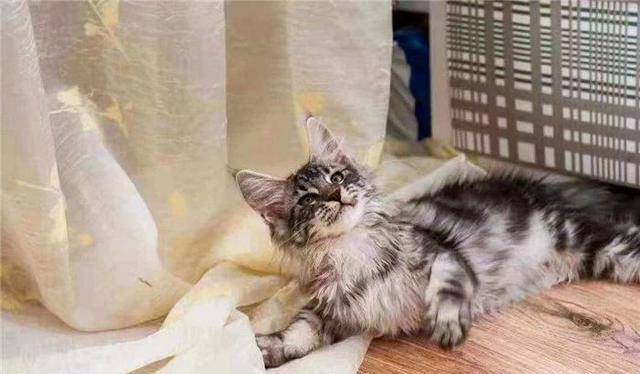 怎么看小猫性格好 d885da876ff442398d8e2ee764f336e1.jpeg