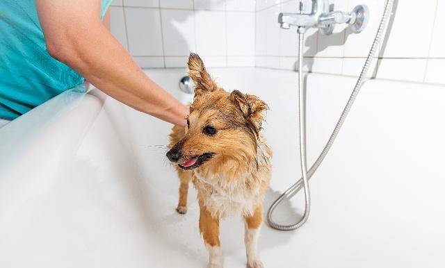 方法|遇到不喜欢洗澡的狗狗,原因大家去找过吗?该如何让狗狗习惯呢