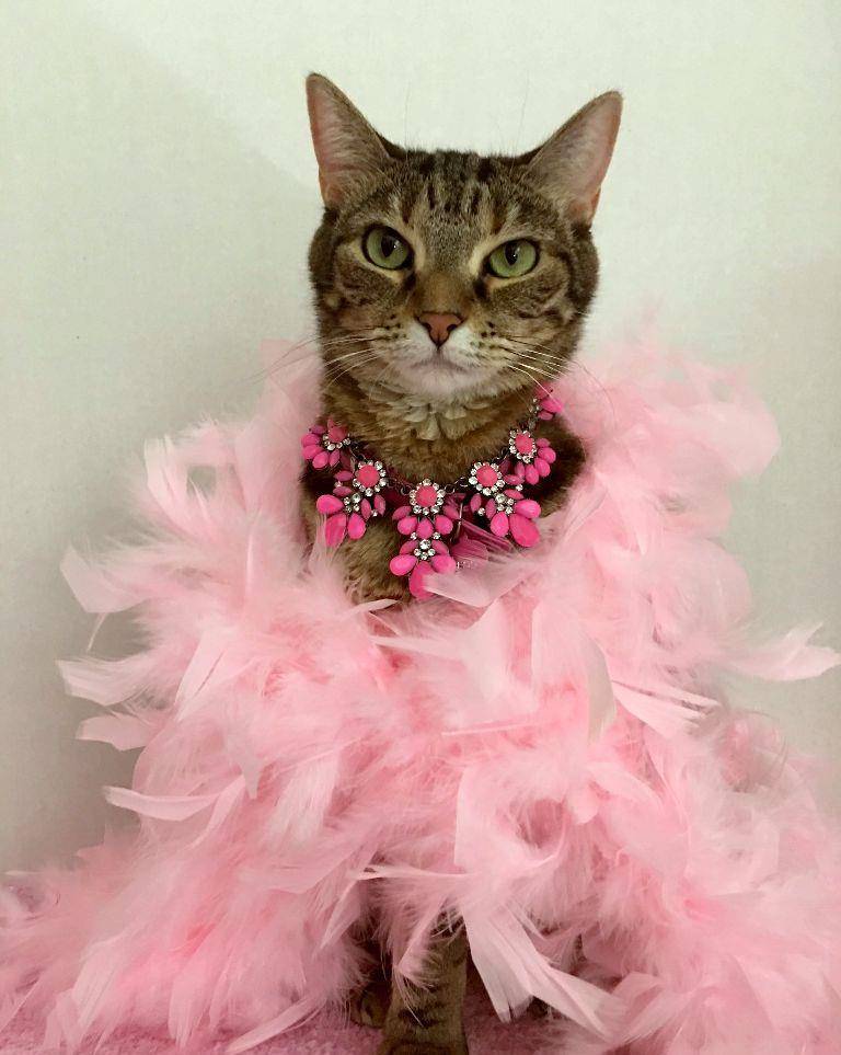 怎么画小猫公主 0a84c3548db444848c1c708e0f92bada.jpeg