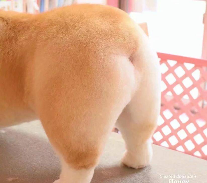 面包|今日一宠｜这个柯基太像面包啦