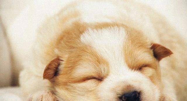 观点评论|哈士奇和比特犬打架，使出绝技亲吻对方，网友：太厌恶了！