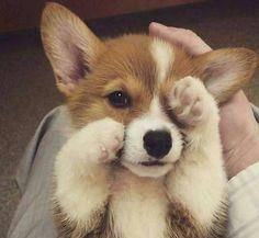 观点评论|柯基风靡全球,但本地人却把它当土狗,不喜欢的原因主要有3个