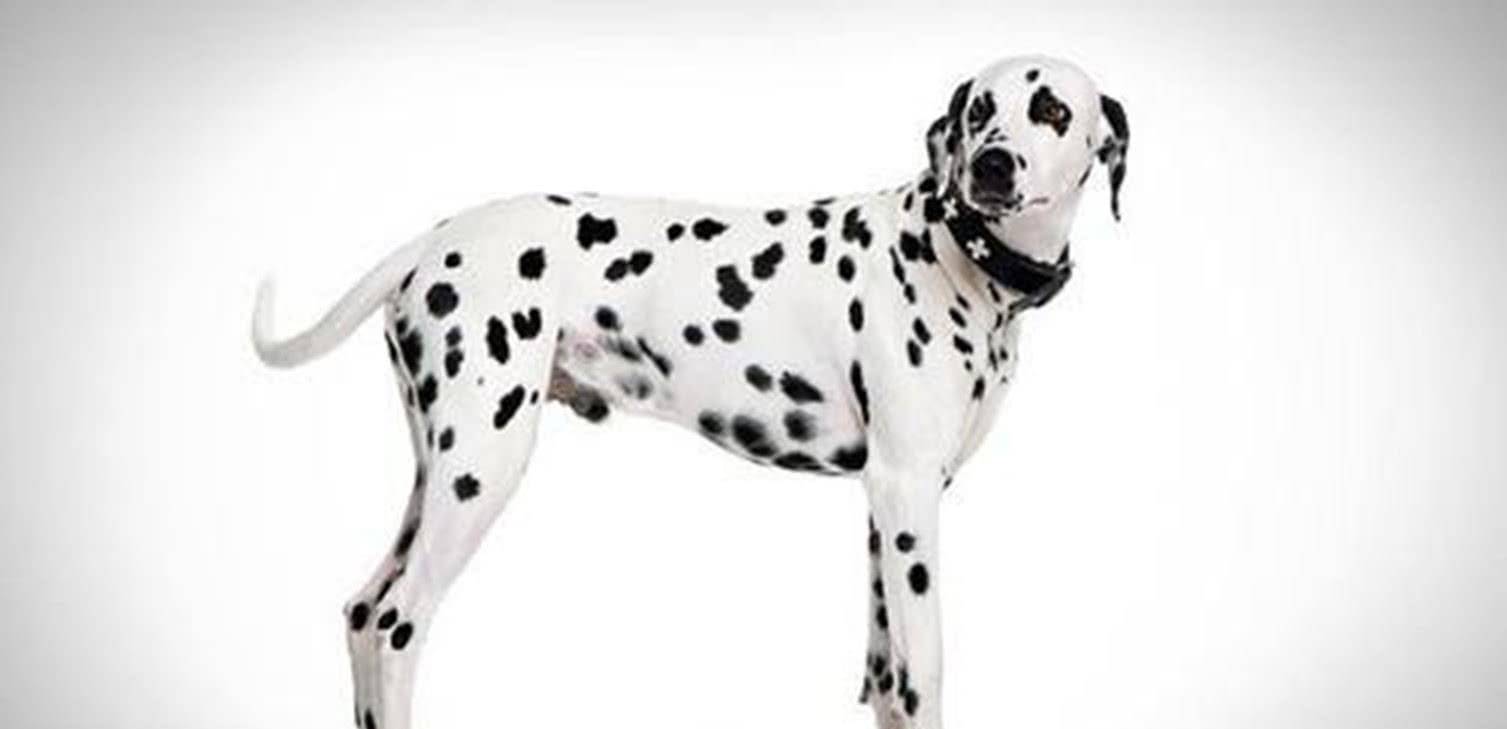 观点评论|柯基的“短腿基因”太强大，跟它混血的狗全像被“砍去一半腿”