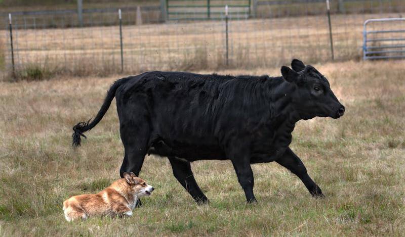 观点评论|柯基风靡全球,但本地人却把它当土狗,不喜欢的原因主要有3个