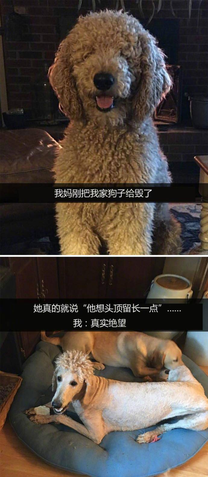 鹅的叫声吭吭的读音鹅吭吭地叫怎么读 自媒体热点 鹅的叫声吭吭的读音鹅吭吭地叫怎么读 自媒体热点