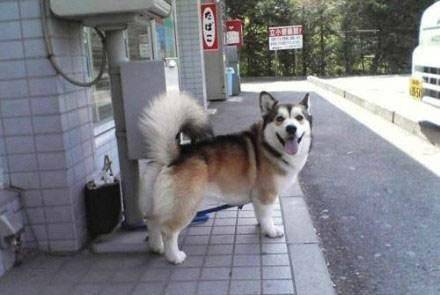 观点评论|短腿柯基和金毛、哈士奇生的宝宝，跟闹着玩儿似的