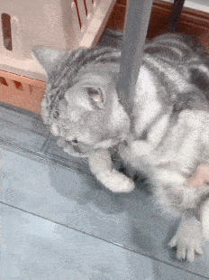 af0910adfb8f46debeb62b5ade5e7478.gif