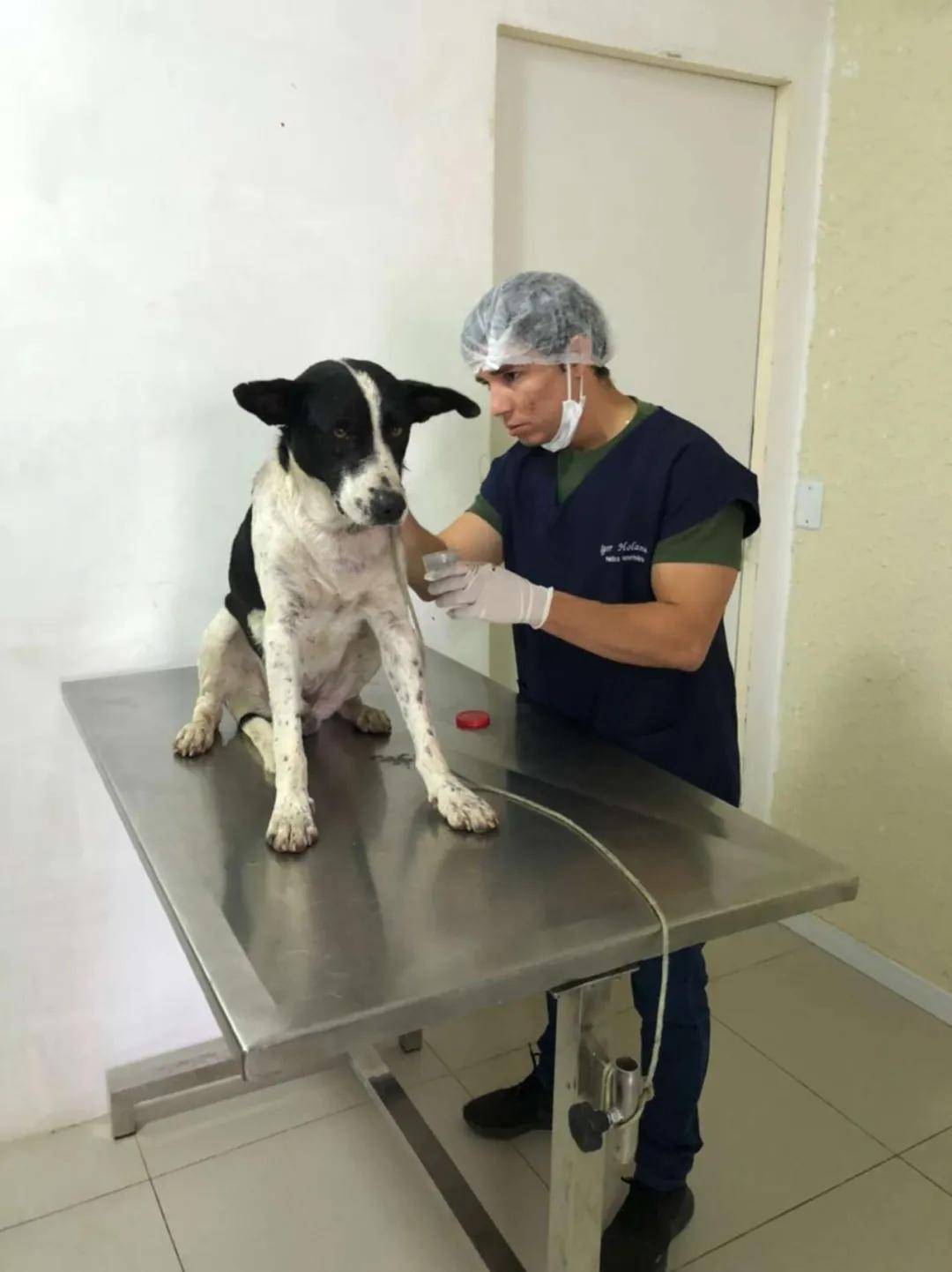 流浪狗主动走进诊所：巴西一兽医诊所里，迎来不速之客