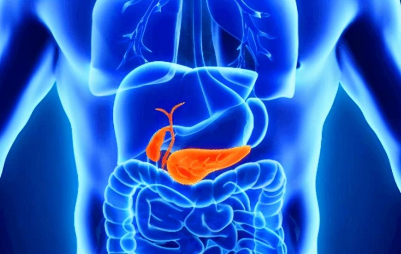 人体脾和胰腺的位置图图片