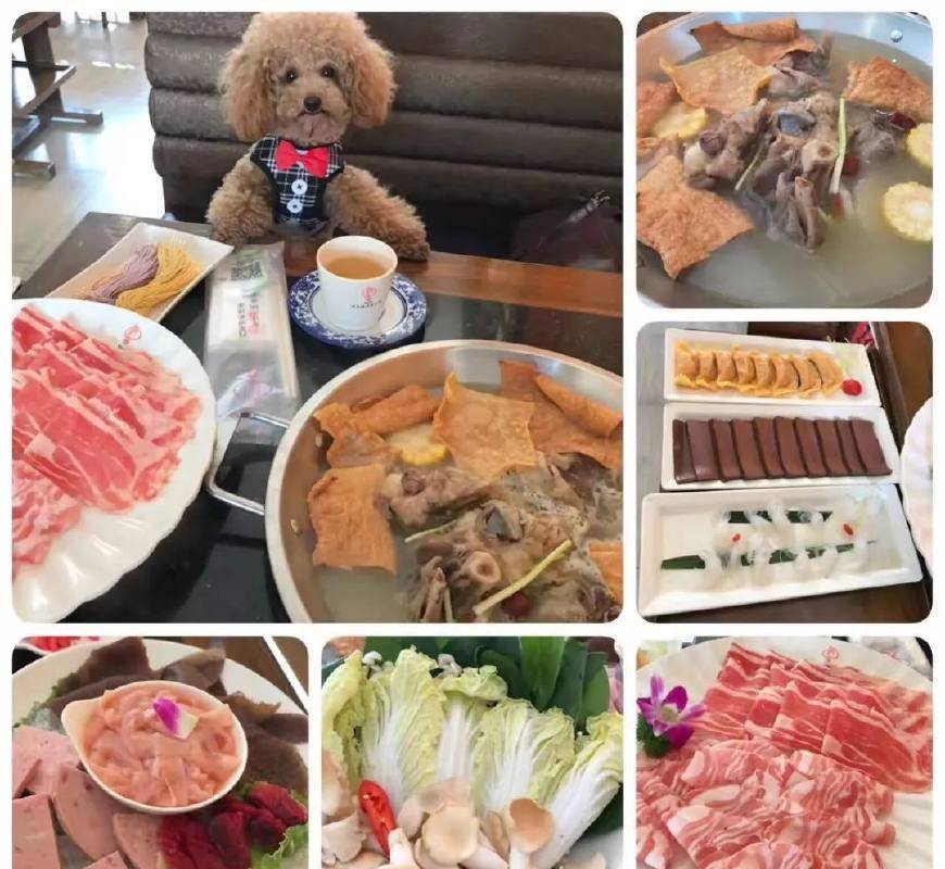 给予|适合老年犬的甜点和零食，请留意以下注意事项