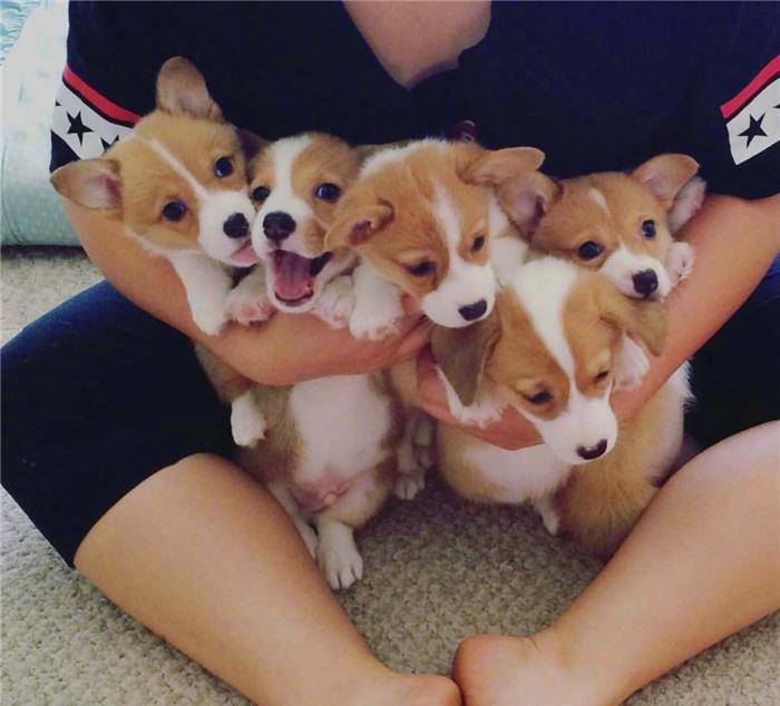 因为|铲屎官被“萌犬”包围，抵御不了狗狗的诱惑！