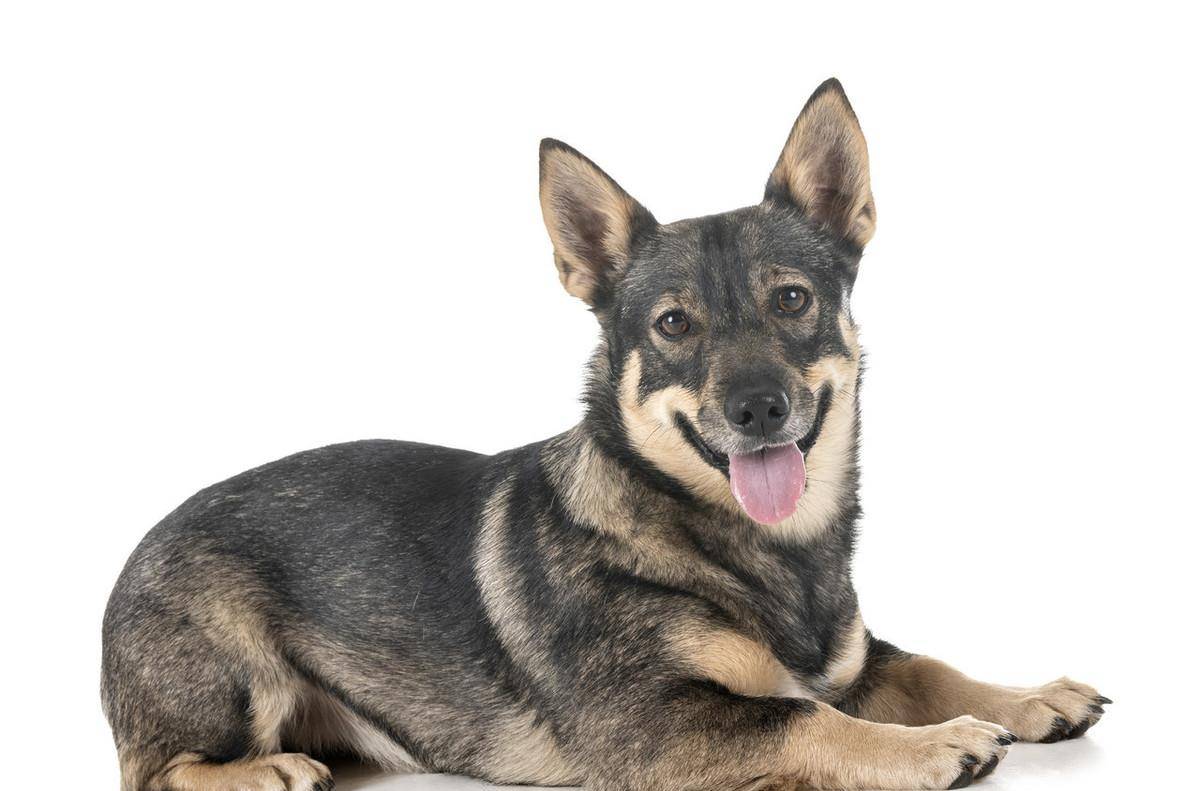 体型|瑞典牧羊犬，明明是纯种犬，看起来却像柯基和狼犬混种