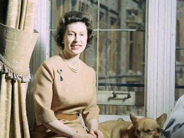 带着|英国女王的柯基都是“戏精”,眼神带戏,姿势抢镜!