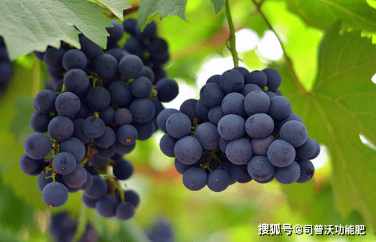 5119a2dc81244c5cb3aa0dd827f0cd9c.png