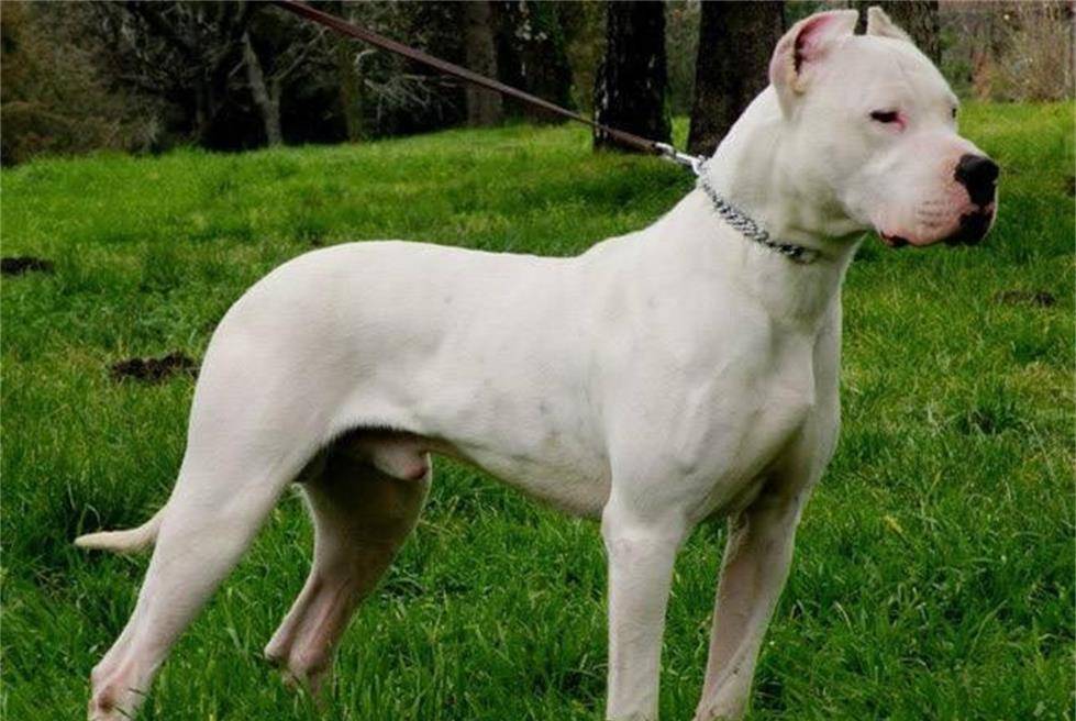 十大恶犬排名_十大恶犬排名介绍图(3)