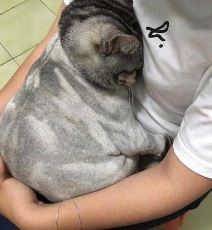 猫咪|主人把二哈剃成驴，把猫咪剃成“哥斯拉”，还给柴犬剃了个背带裤