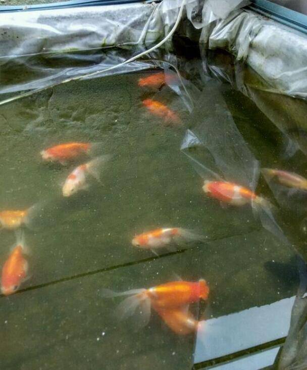 金鱼的繁殖方法和产卵前的护理 新水