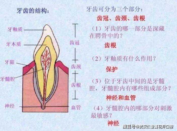 下门牙解剖图图片