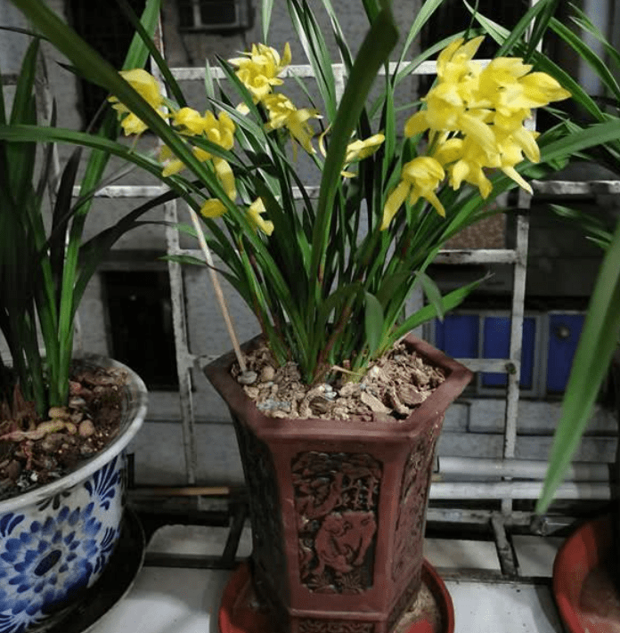 兰花如何养护避免根腐黄叶干尖 a1e978ea469e48b98f7c29aa6ec6cb2c.png
