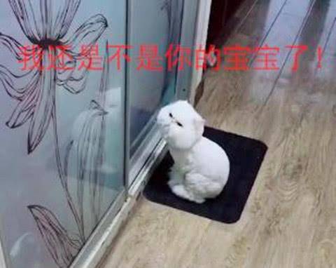 厕所|主人每天上班的时候，喵星人摆出一副生气的样子，眼睛都看不见了