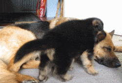 陪我玩|生了一窝小狗子后，狗妈妈的眼神里都是绝望，阿拉斯加却画风清奇