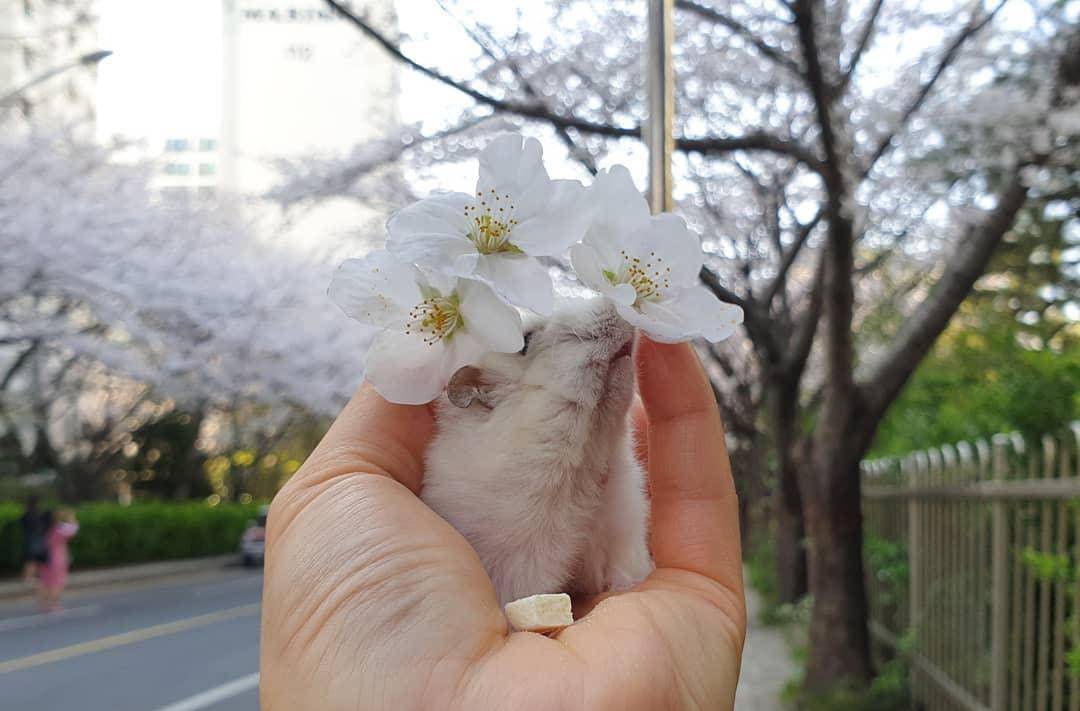 观点评论|一组樱花和仓鼠的合照,春天真好呀