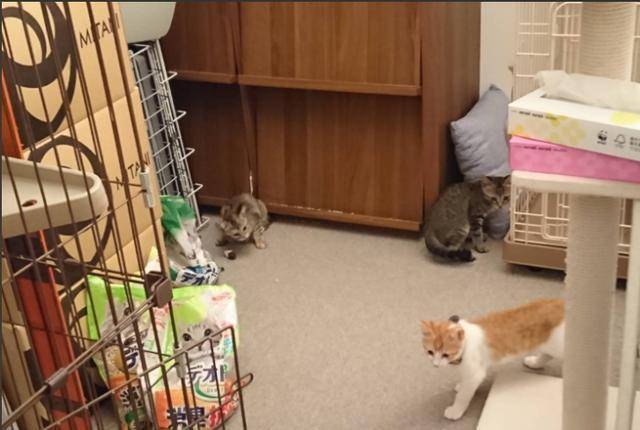 猫咪|主人给小猫喂零食，猫咪哈气凶人，吃到零食后秒变软萌猫