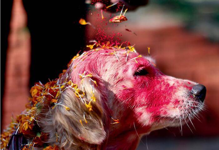 蔬果|养狗，就别犯这些“低级错误”，容易伤了你家狗