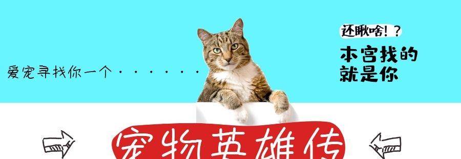 猫咪|家中小猫吃里爬外偷跑出门,原来是找邻居家狗狗,分享自己的零食