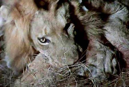 无赖鬣狗群攻产后母狮，母狮拼命保护小狮子，结果太凄惨了！
