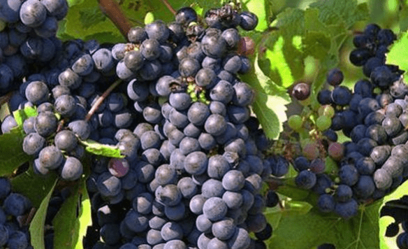 产品|葡萄酒公司要做好葡萄酒卖点的提炼