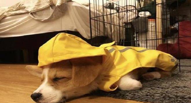 眼睛|你养的柯基很有可能是“串串柯基”，快来看纯种柯基的5个特征