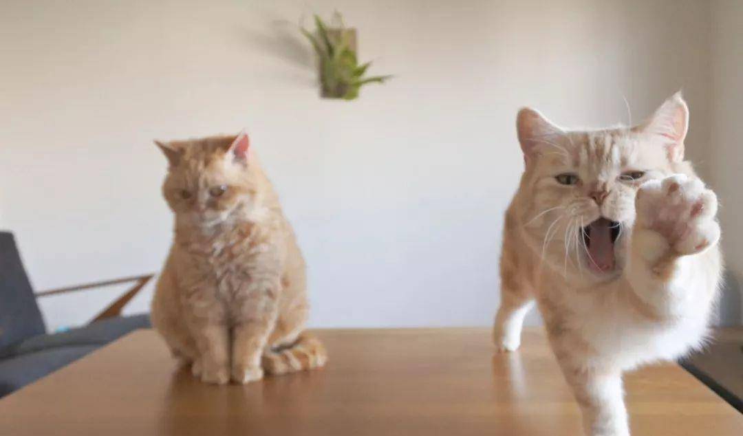 什么|最容易骗的六种猫咪，一块小鱼干就能够带走，真傻啊！