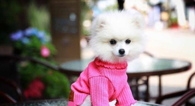 因为|博美犬把你当父母，会有这7种表现，中3个以上都很幸福！