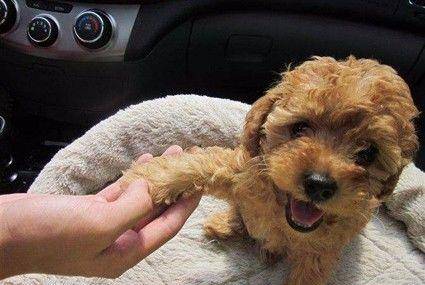 奖励|惊呆!泰迪爱咬主人?这三种秘诀让它乖起来