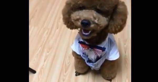 体型|主人说没钱给泰迪买零食吃，泰迪的做法令主人无法相信自己的眼睛