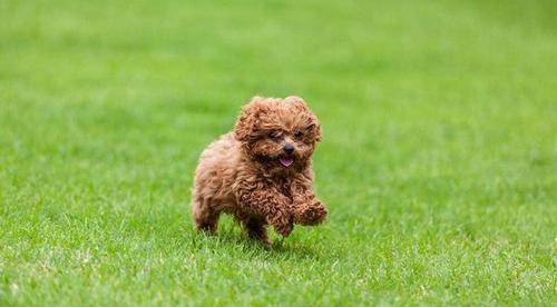 奖励|惊呆!泰迪爱咬主人?这三种秘诀让它乖起来