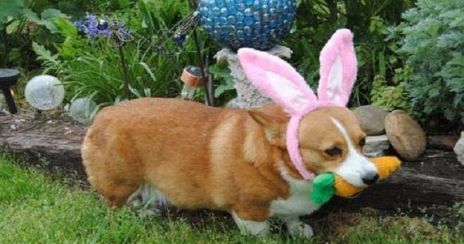 眼睛|你养的柯基很有可能是“串串柯基”，快来看纯种柯基的5个特征