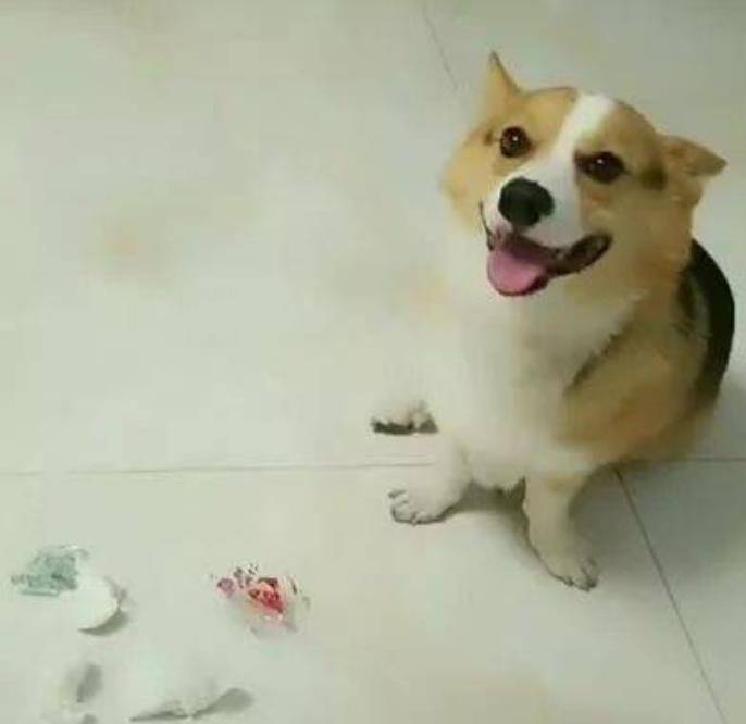 垃圾|主人看到柯基闯祸了,很生气地对狗子说,必须要给一个交代