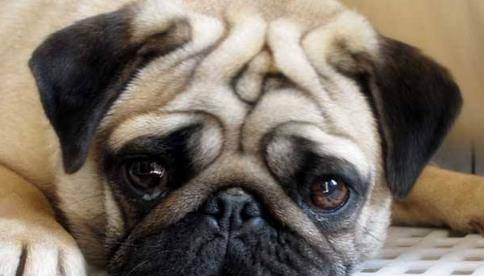 女王|中小型短毛狗品种有哪些?有一种深受女王喜爱,成为王室宠物