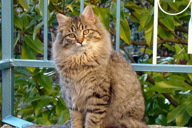 因为|新手养猫买了鸡肋用品不可怕，买错用品才可怕