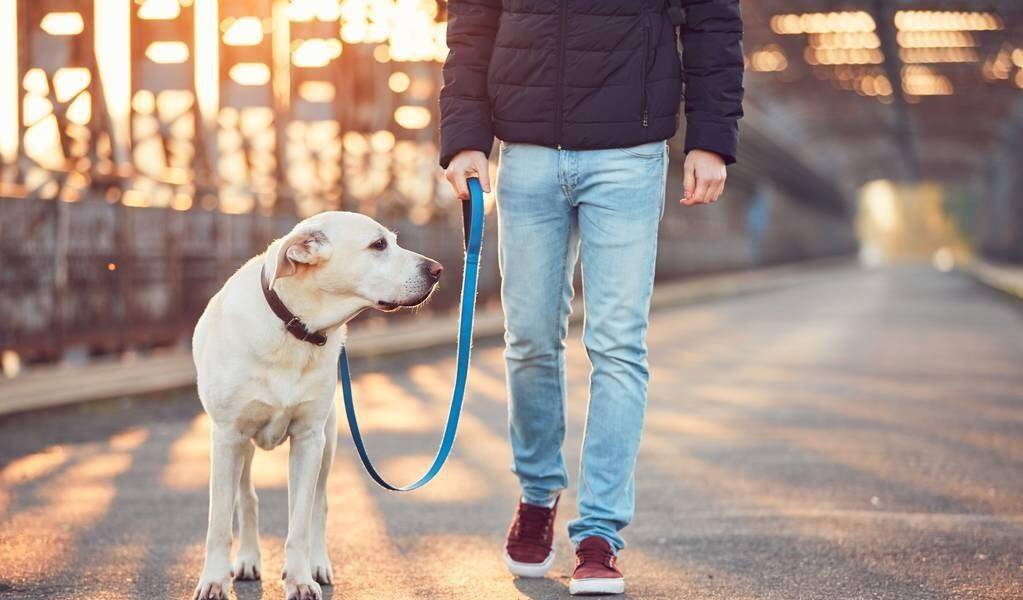 消毒液|养狗要备的9样“神器”，快来看看你缺了哪一样？