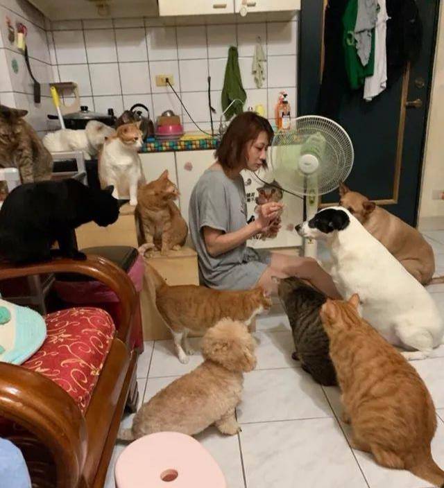 什么|主人究竟做了什么？竟让家里17只猫狗瞬间聚集来“讨债”