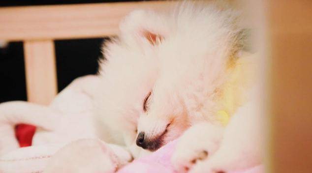 因为|博美犬把你当父母，会有这7种表现，中3个以上都很幸福！