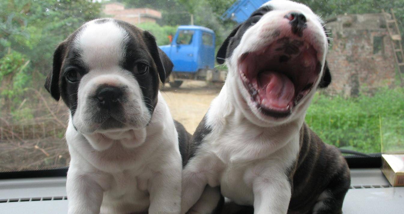 进行|大耳朵的狗狗有哪些品种，比格犬在其列，看看你喜欢哪种