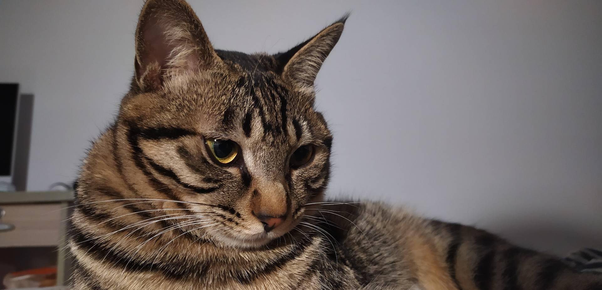 因为|为什么猫咪在你刚回家以后会特别黏你，一会儿就不行了呢