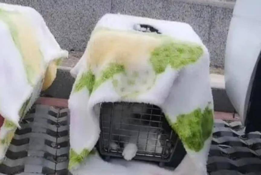 因为|价值上万的加菲猫被丢弃，无人认领，宠物医院老板捡到后乐开花