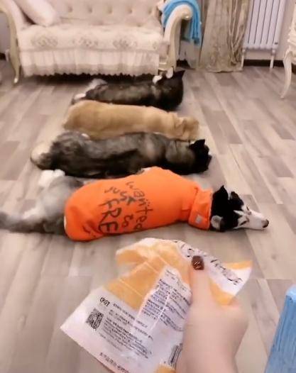 什么|哈士奇和金毛躺地上,听到零食的声音,二哈反应超快!
