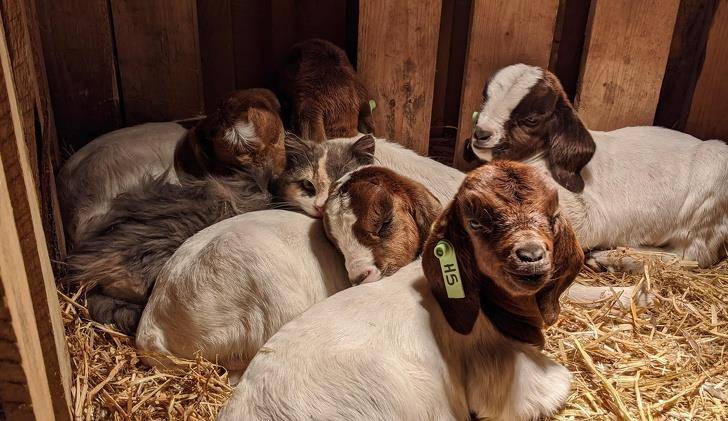 什么|像人类一样去互动,这些可爱的小动物简直成精啦